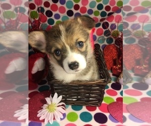 Pembroke Welsh Corgi Dog Breeder near BEMIDJI, MN, USA