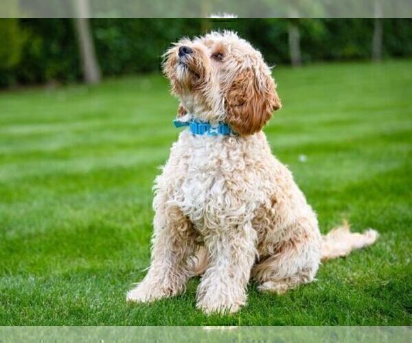 Medium Photo #1  Breeder Profile in SAN FRANCISCO, CA, USA