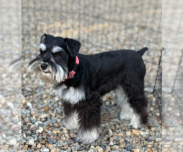 Medium Photo #1  Breeder Profile in VAN ALSTYNE, TX, USA
