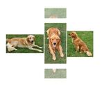 Small breeder photo