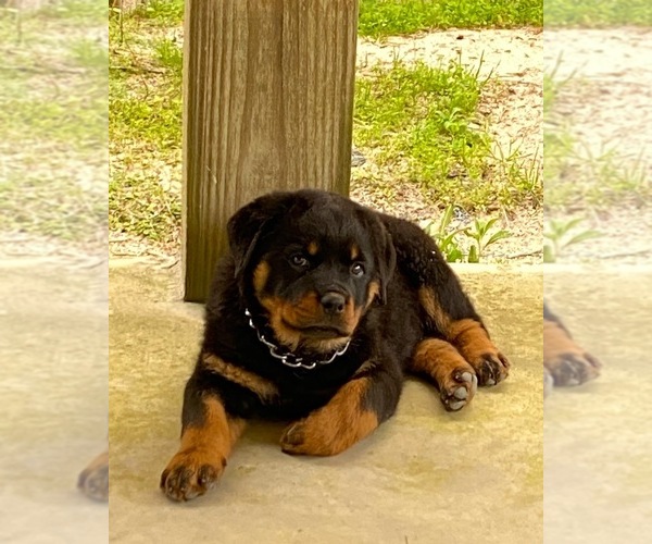 Medium Photo #1  Breeder Profile in FORT WASHINGTON, MD, USA