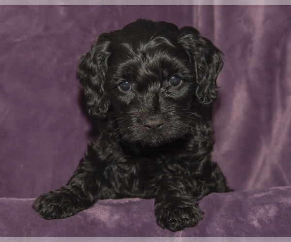 Medium Photo #16  Breeder Profile in TOPEKA, KS, USA
