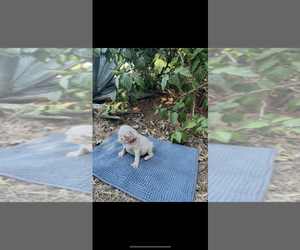 Pug Dog Breeder near SAN DIEGO, CA, USA