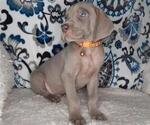 Small Photo #3  Breeder Profile in LEWISBURG, KY, USA