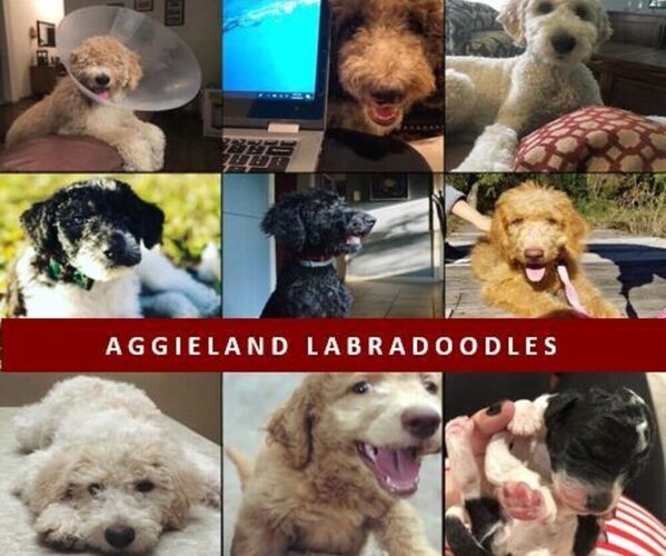Medium Photo #1  Breeder Profile in HOUSTON, TX, USA
