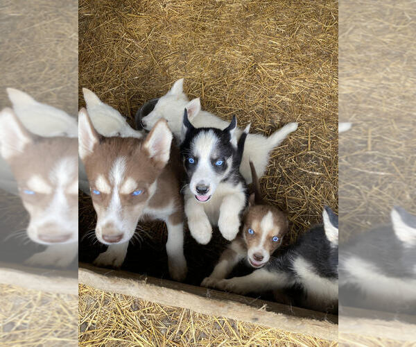 Medium Photo #1  Breeder Profile in TIFFIN, OH, USA