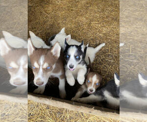 Siberian Husky Dog Breeder near TIFFIN, OH, USA