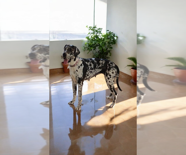 Medium Photo #4  Breeder Profile in DENHAM SPRINGS, LA, USA