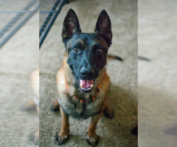 Medium Photo #1  Breeder Profile in CIRCLEVILLE, OH, USA