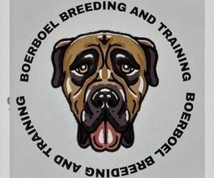 Boerboel Dog Breeder near MARYVILLE, TN, USA
