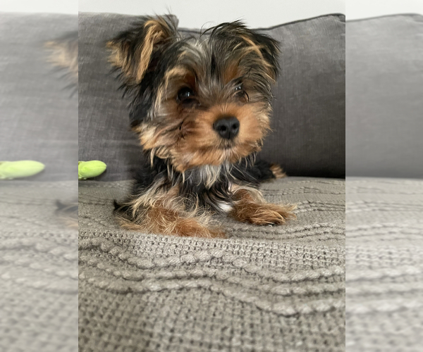 Medium Photo #1  Breeder Profile in MOUNT VERNON, NY, USA