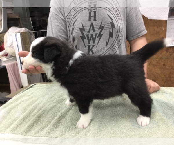Medium Photo #1  Breeder Profile in New Franklin, OH, USA