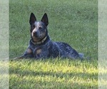 Small #8 Breeder Profile image