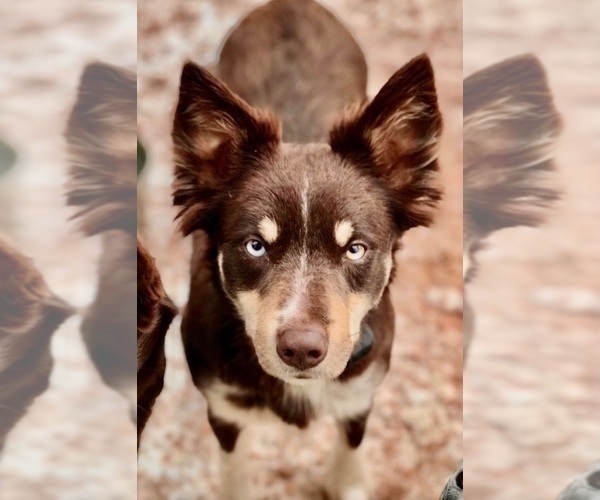 Medium Photo #30  Breeder Profile in CAMAS, WA, USA