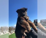 Small #111 Breeder Profile image