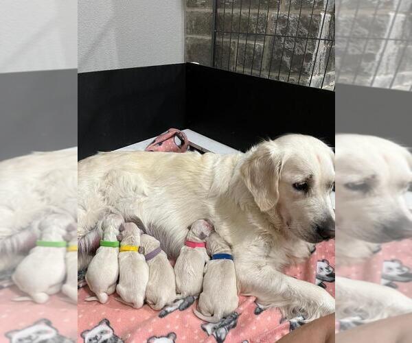Medium Photo #1  Breeder Profile in BLUFF DALE, TX, USA