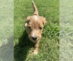 Small #10 Breeder Profile image