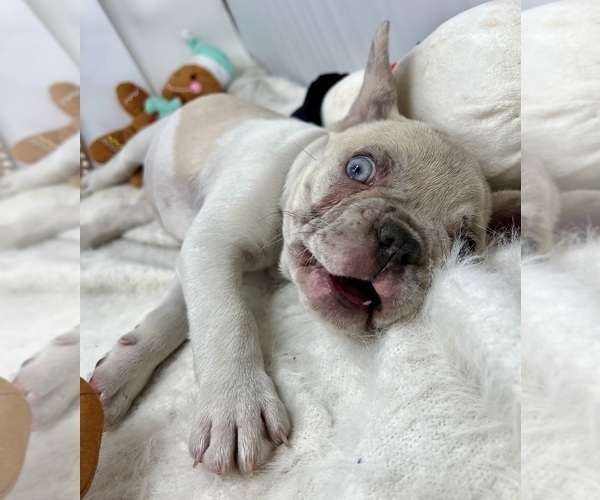 Medium Photo #3  Breeder Profile in PENN VALLEY, CA, USA