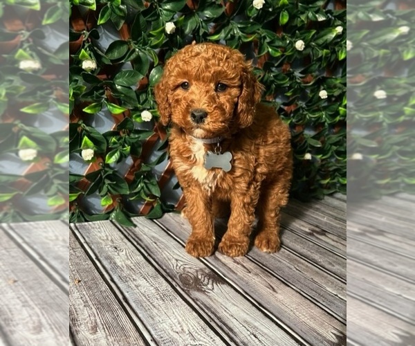 Medium Photo #4  Breeder Profile in INDIANAPOLIS, IN, USA