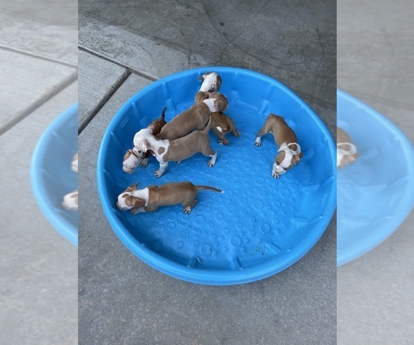 Medium Photo #1  Breeder Profile in TRUESDALE, MO, USA