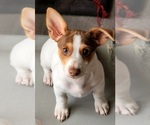 Small #36 Breeder Profile image