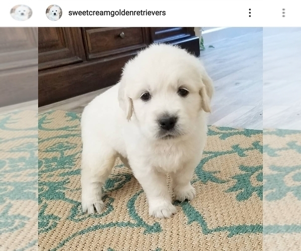 Medium Photo #1  Breeder Profile in SACRAMENTO, CA, USA