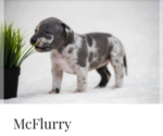 Small Photo #4  Breeder Profile in COON RAPIDS, MN, USA