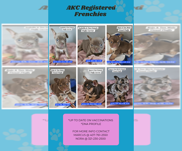 Medium Photo #1  Breeder Profile in DEVINE, TX, USA
