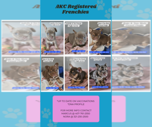 French Bulldog Dog Breeder in DEVINE,  USA