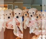 Small breeder photo