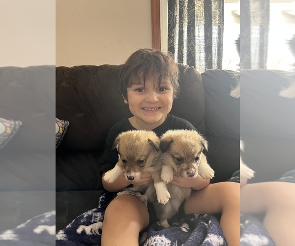 Medium Photo #1  Breeder Profile in MOHRSVILLE, PA, USA