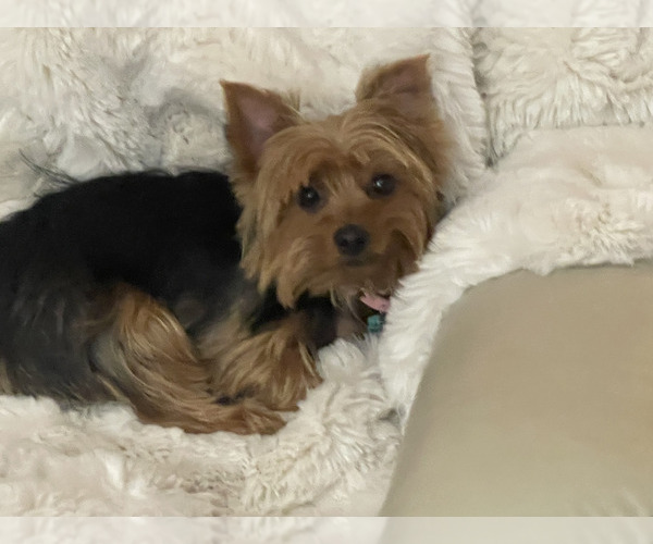 Medium Photo #24  Breeder Profile in CONCORD, CA, USA