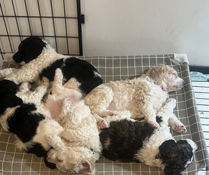 Poodle (Standard) Dog Breeder near WOODSTOCK, MD, USA