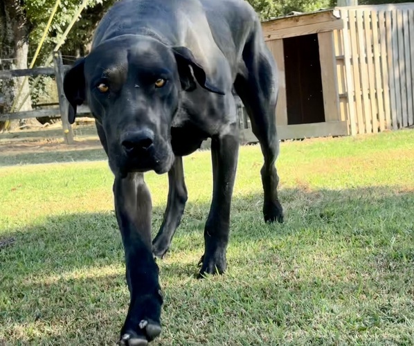 Medium Photo #1  Breeder Profile in MARSHVILLE, NC, USA