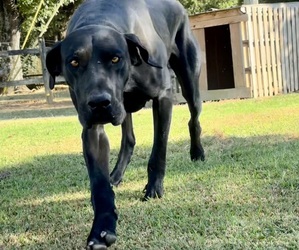 Medium Breeder Profile Photo