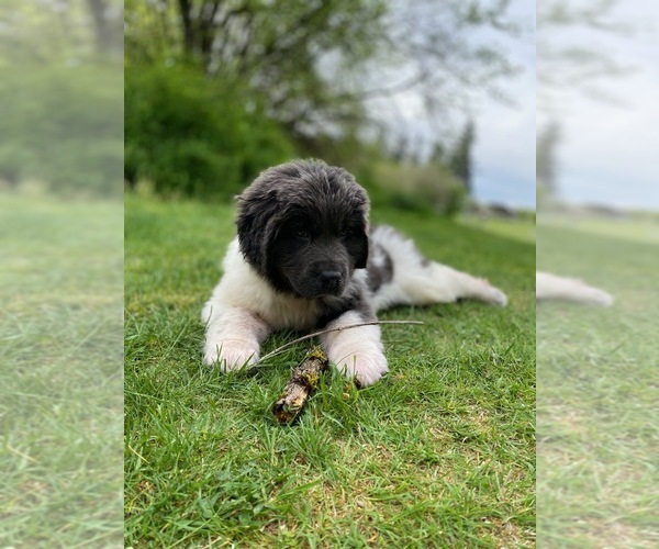 Medium Photo #1  Breeder Profile in VANCOUVER, WA, USA