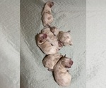 Small breeder photo