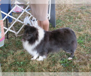 Shetland Sheepdog Dog Breeder near BAINBRIDGE, NY, USA