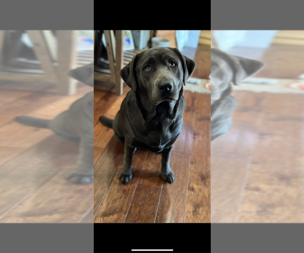 Medium Photo #1  Breeder Profile in KIRKWOOD, IL, USA