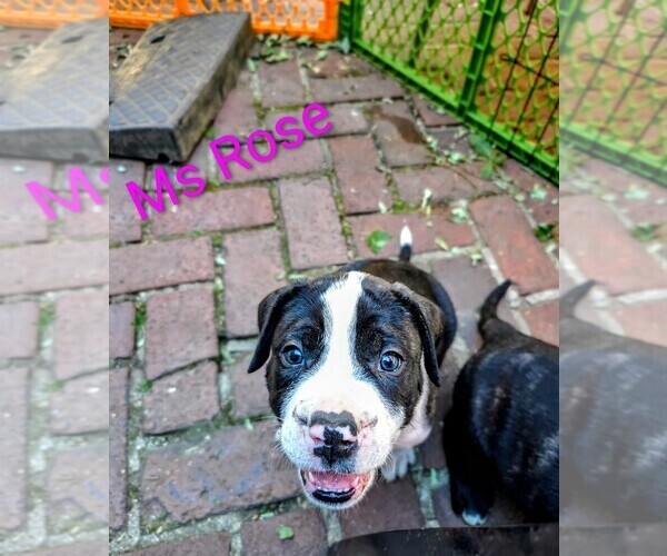 Medium Photo #33  Breeder Profile in PHILADELPHIA, PA, USA
