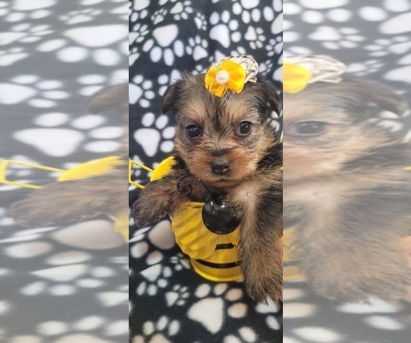 Medium Photo #258  Breeder Profile in AKRON, OH, USA