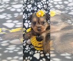 Small #257 Breeder Profile image