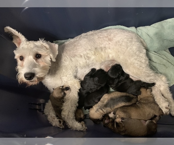 Medium Photo #7  Breeder Profile in MURFREESBORO, TN, USA