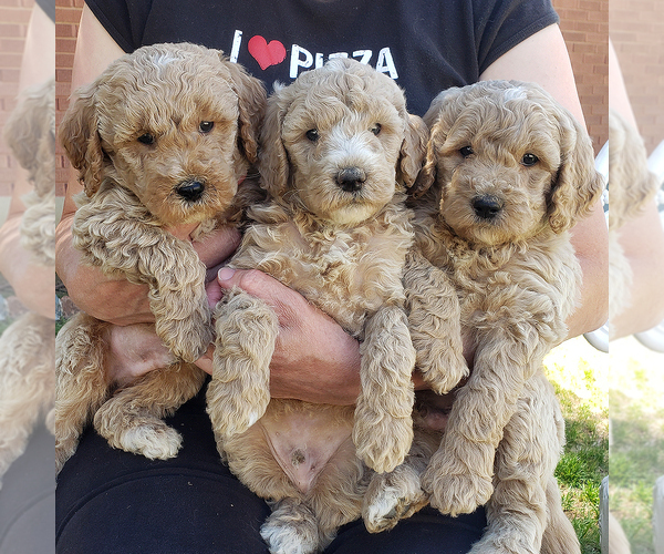 Medium Photo #3  Breeder Profile in ROY, UT, USA