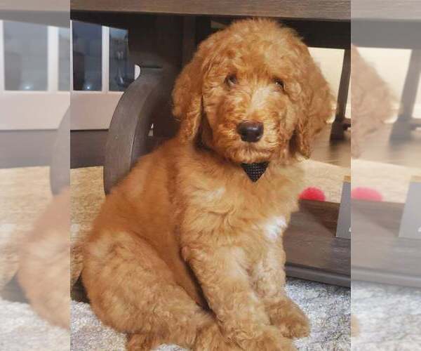 Medium Photo #1  Breeder Profile in BRONX, NY, USA