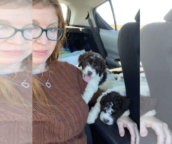 Medium Photo #43  Breeder Profile in YUBA CITY, CA, USA