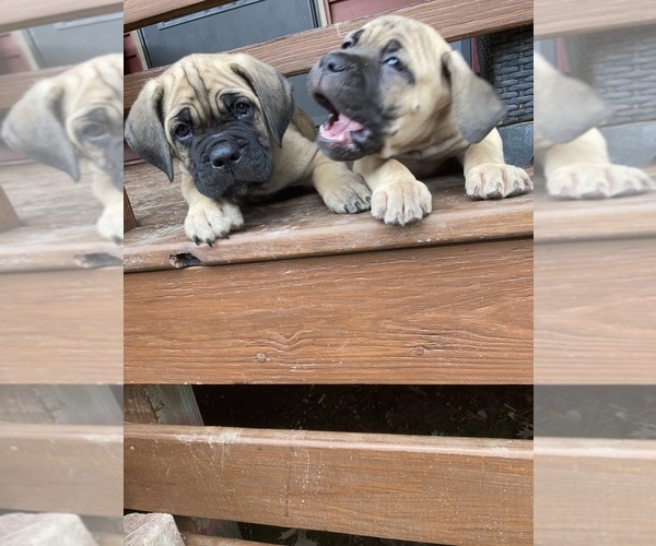 Medium Photo #23  Breeder Profile in HERRIN, IL, USA