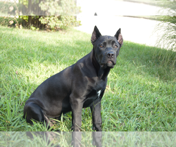 Medium Photo #1  Breeder Profile in JEFFERSON CITY, MO, USA