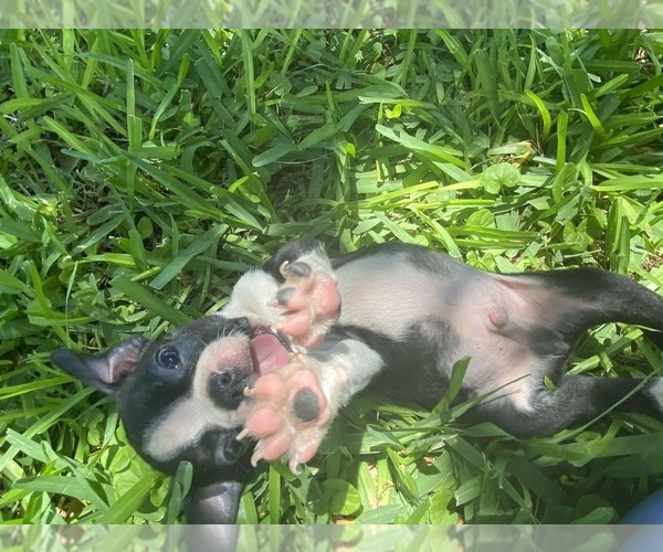 Medium Photo #1  Breeder Profile in ABILENE, TX, USA