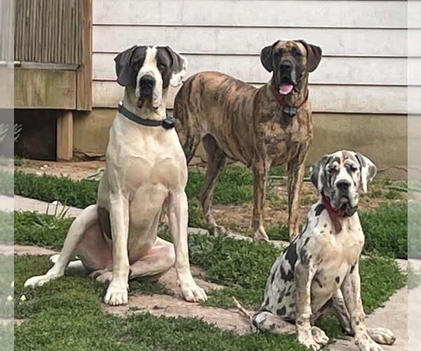 Medium Photo #1  Breeder Profile in SALEM, NJ, USA